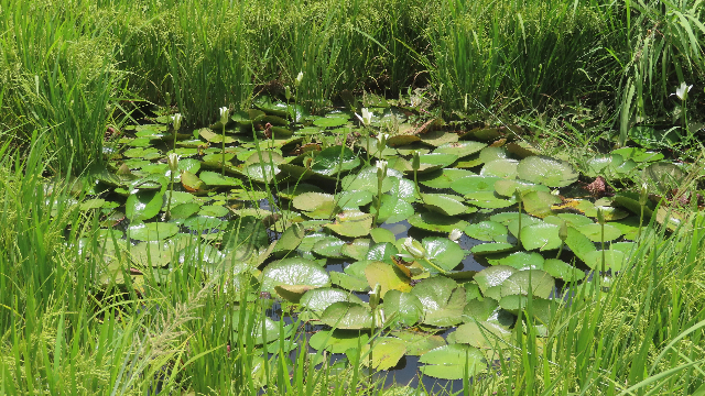在稻田中的齿叶睡莲 （受访者提供）