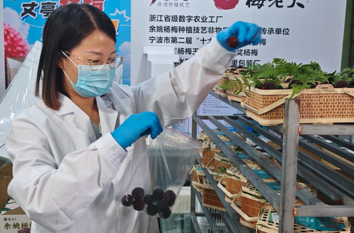 刘凤在合营社冷库内为余姚杨梅采样检测 照相/缪琦